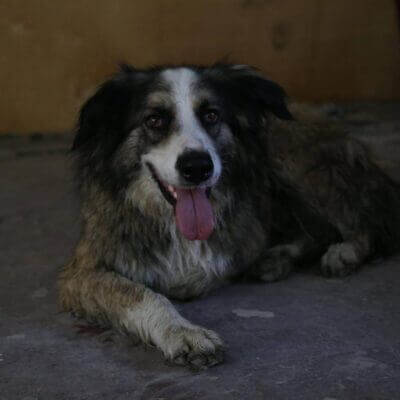 Animals in Chernobyl 2