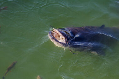 Chernobyl Giant Catfish